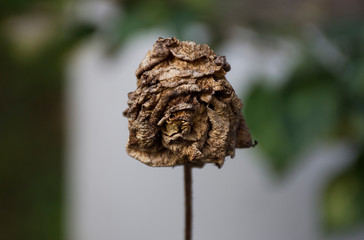 Flores, color y naturaleza de las selvas tropicales suramericanas