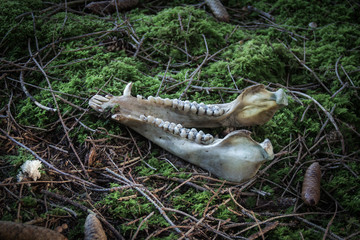 skeletonized part of a boar skull in moss
