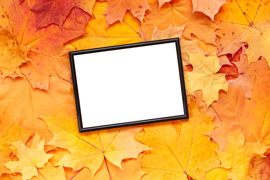 Empty blank isolated frame on autumn maple leaves background. Fall mockup