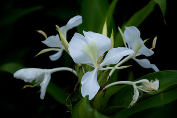 Obraz premium Flores, color y naturaleza de las selvas tropicales suramericanas