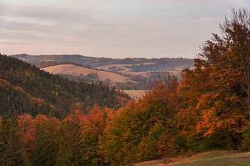 Autumn landscapes with fantastic mountain views of the Ukrainian Carpathian mountains with morning and evening sky and slopes with yellow-red trees.