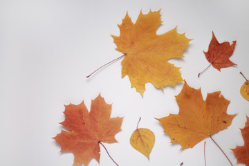 autumn leaves large oak aspen on a light background close up
