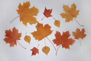autumn leaves large oak aspen on a light background close up