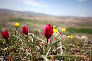 original red mountain tulips in nature