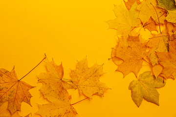 Photo of autumn leaves, place for text, discounts, minus percent, autumn collection. Background