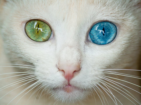 Cat with ocular heterochromia
