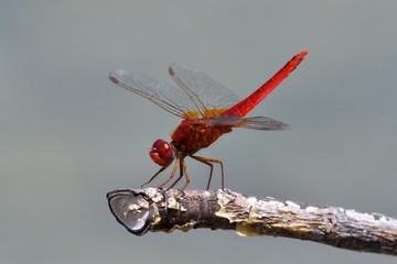 Crocothemis erythraea, maschio posato su rametto