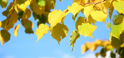 Gelbes Herbstlaub - Birkenblätter isoliert und freigestellt