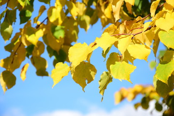 Gelbes Herbstlaub - Birkenblätter isoliert und freigestellt