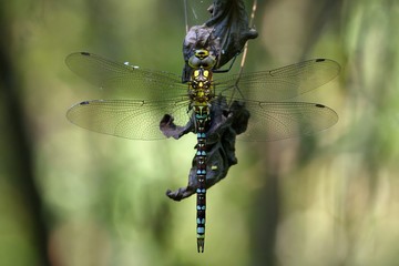 Aeshna cyanea, maschio immaturo posato su foglia