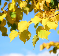 Obraz premium Gelbe Herbstblätter - Birkenblätter im Herbst - isoliert und freigestellt