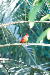 Red cardinal on a branch