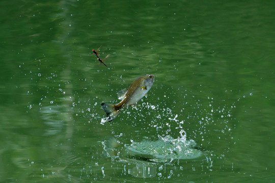 Predazione di pesce Persico trota su libellule