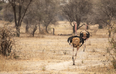 Naklejka na ściany i meble ostrich in a landscape of northern Tanzania