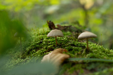 Pilze