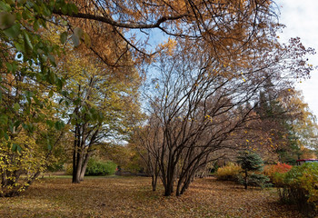 Big trees with bright foliage in the park on a sunny autumn evening