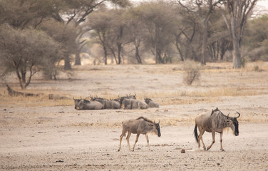 Wilderbeest in a nature of tanzania