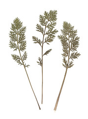 Composition of the carrot tops. Pressed and dried herbs. Scanned image. Vintage herbarium. Isolated on white.