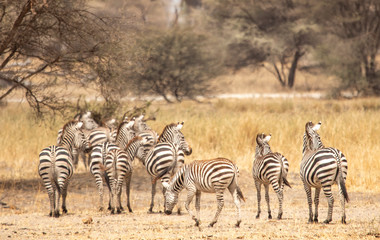 zebras in a landscape of northern Tanzania