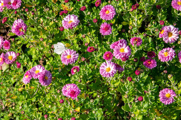 cabbage white butterfly on pink aster flowers