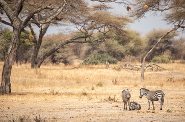 Fototapeta na wymiar zebras in a landscape of northern Tanzania