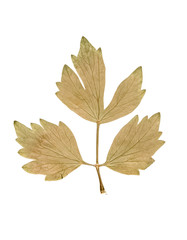 Herbarium. Pressed and dried leaves on a white background.