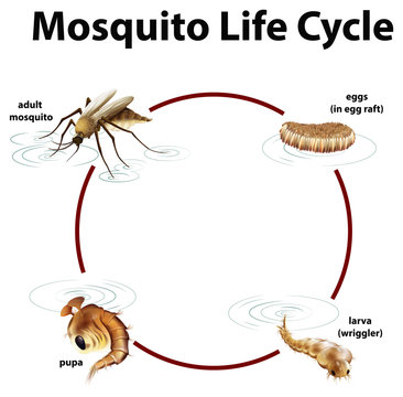 Diagram showing life cycle of mosquito