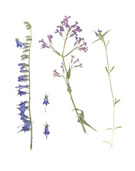 Herbarium. Composition of pressed and dried grass with blue flowers on a white background.