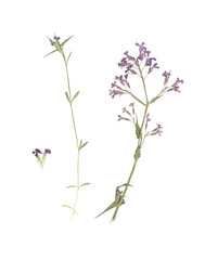 Herbarium. Composition of pressed and dried grass with blue flowers on a white background.