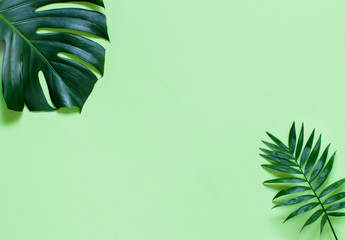 Tropical background with green Monstera leaves on a light green background