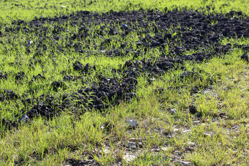 Bright uncultivated green rural field with seedlings, crops and animal bio manure