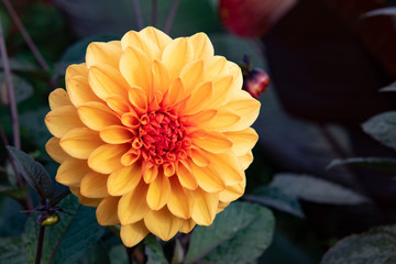 close up of orange dahlia flower