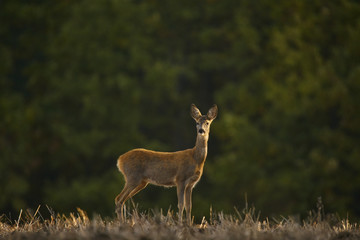 Naklejka na ściany i meble Deer with the desire to be photographed in the warm morning light