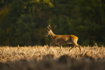 Deer looking for food early in the morning