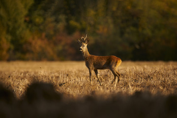 Deer disturbed by the sounds in the light of the sunrise