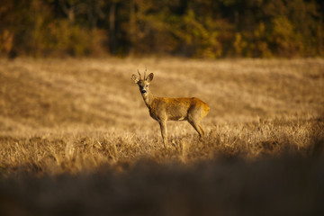 Deer in the light of the sunrise