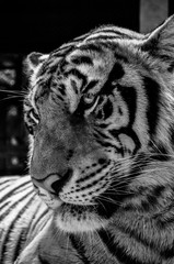 BIG TIGER WATCHING AT THE PEOPLE