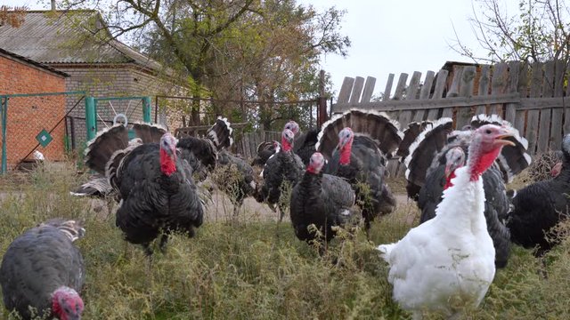 Flock of colorful domestic turkeys walk for a walk in the village