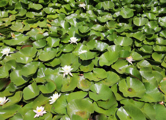 background of many water lilies plants