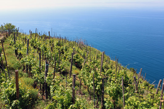Coltivazione di uva in collina con vista mare