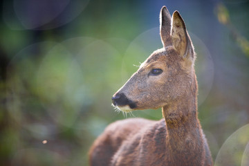 Close up of a Deer