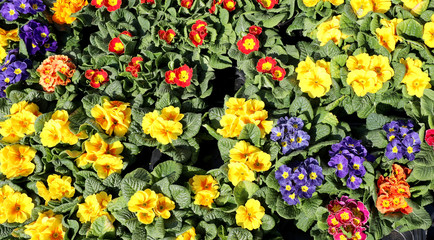 background of colorful primroses for sale