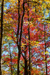 Colorful Display of Autumn Tree Colors