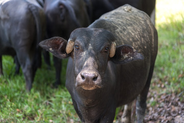 Close-up shot of domestic buffalo on a farm in Colombia.