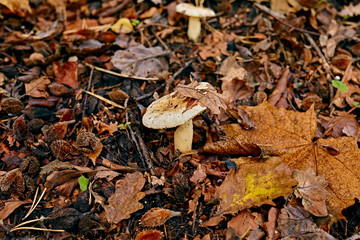 Mushrooms in autumn forest. Soft focus, motion blur.