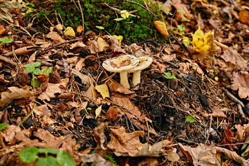 Mushrooms in autumn forest. Soft focus, motion blur.