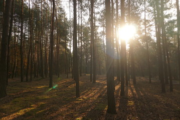 Tall Trees In A Pine Forest In An Autumn Morning
