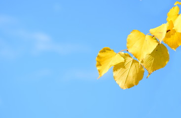 Gelbes Birkenlaub - isoliert und freigestellt vor blauen Himmel mit Textfreiraum