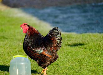 Young adult male Rooster shown in a domestic garden next to a chicken drinker as seen on a frosty morning in winter.
