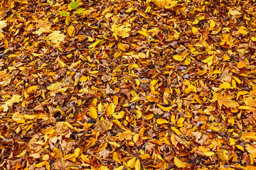 Autumn background, maple leaves.